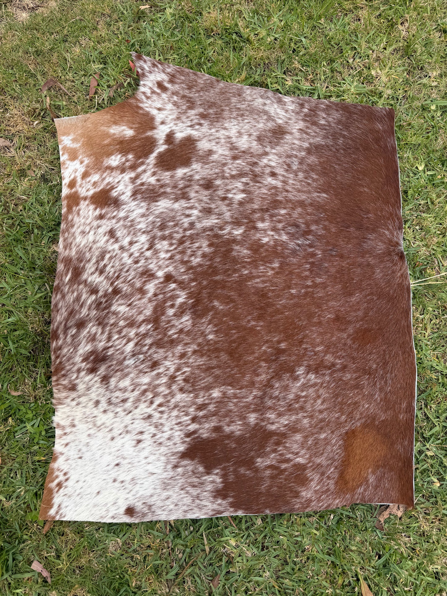 Large cowhide off cut