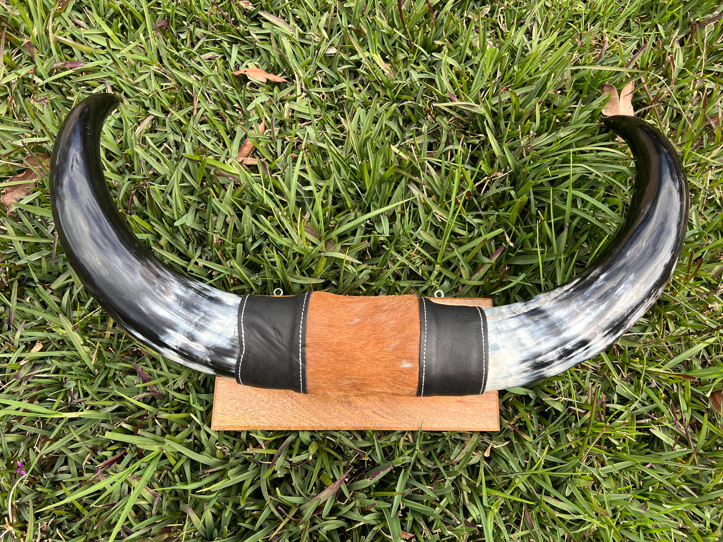 SECONDS Mounted horns #1