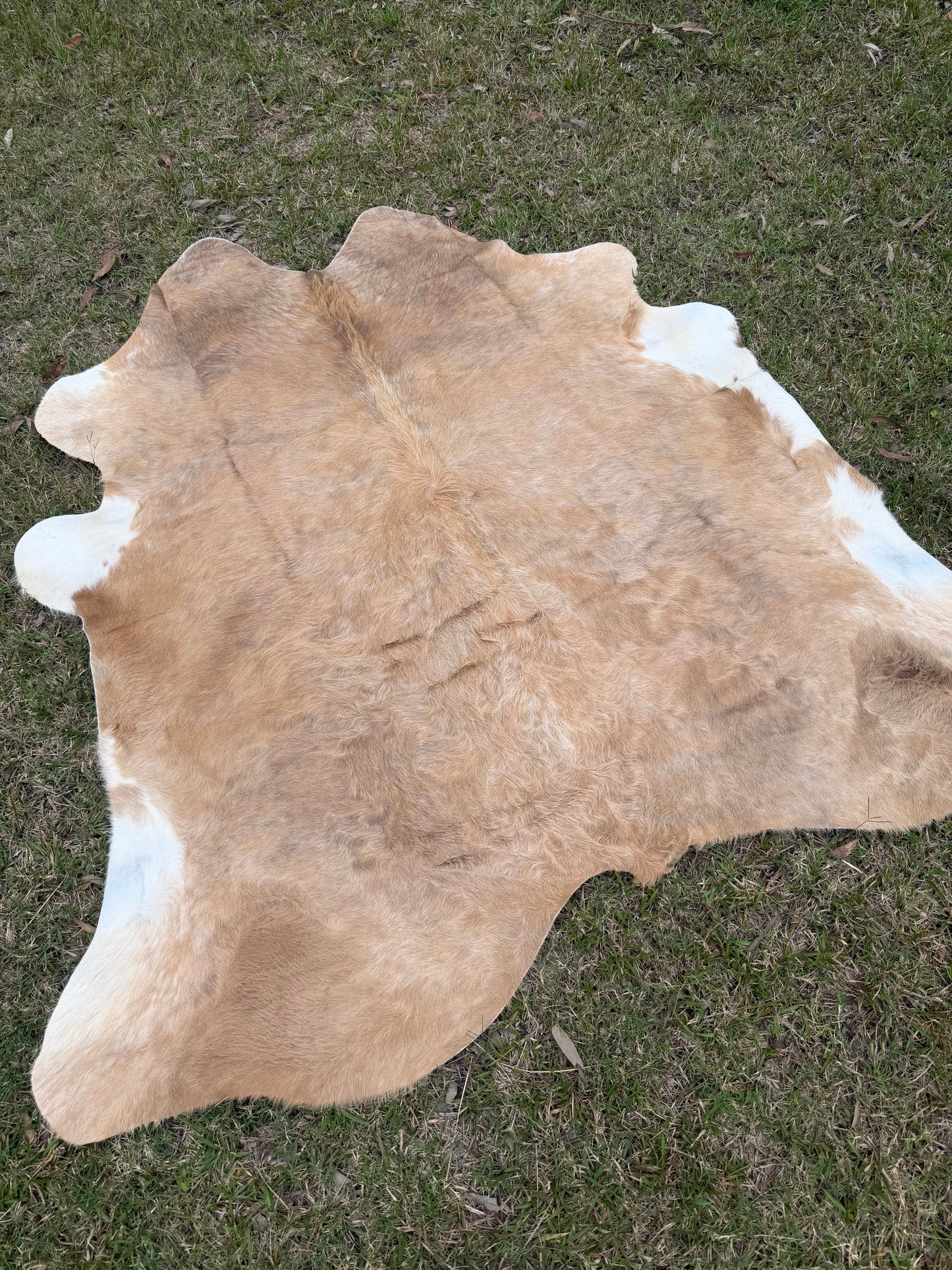 Cowhide rug #7