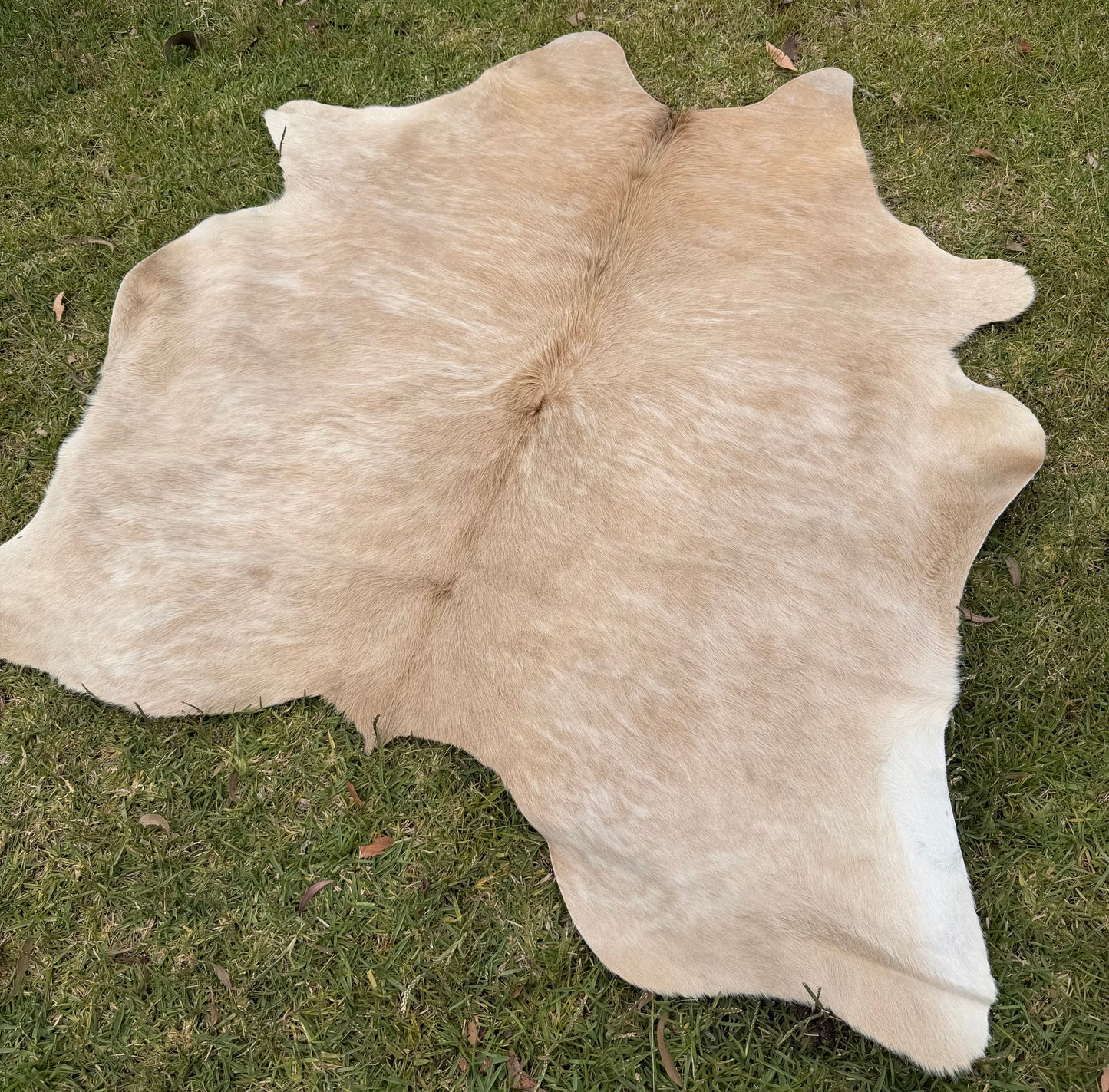 Cowhide rug #2