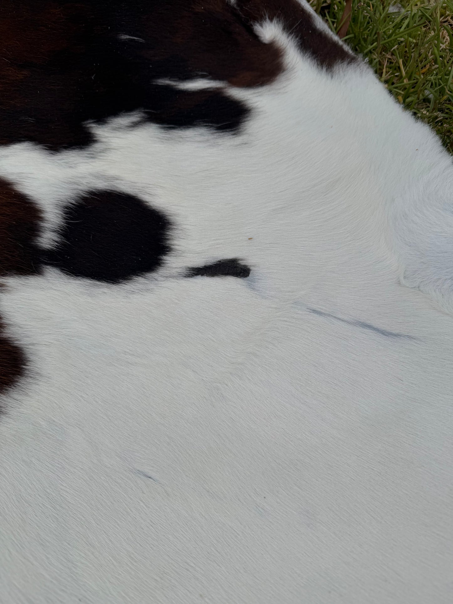SECONDS - Cowhide rug #2