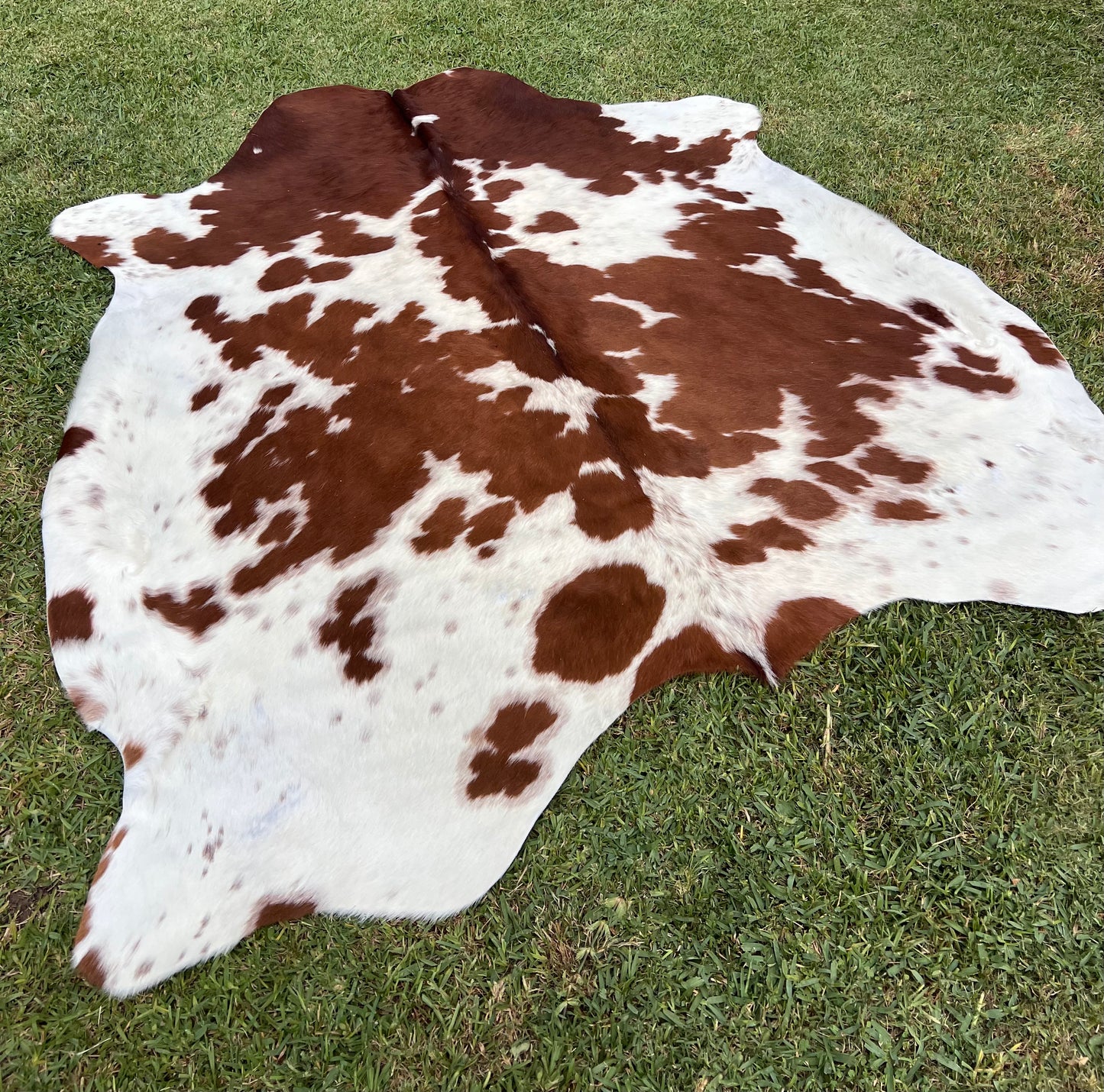 Cowhide rug #7