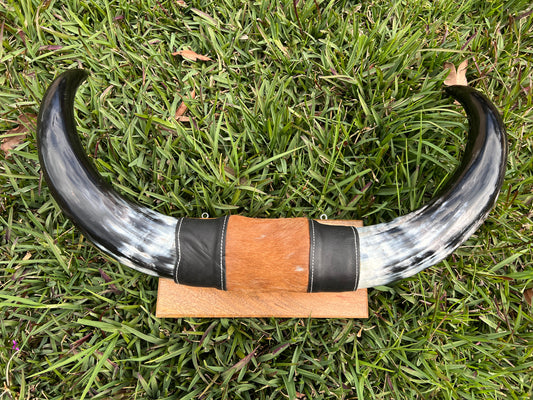 SECONDS Mounted horns #1