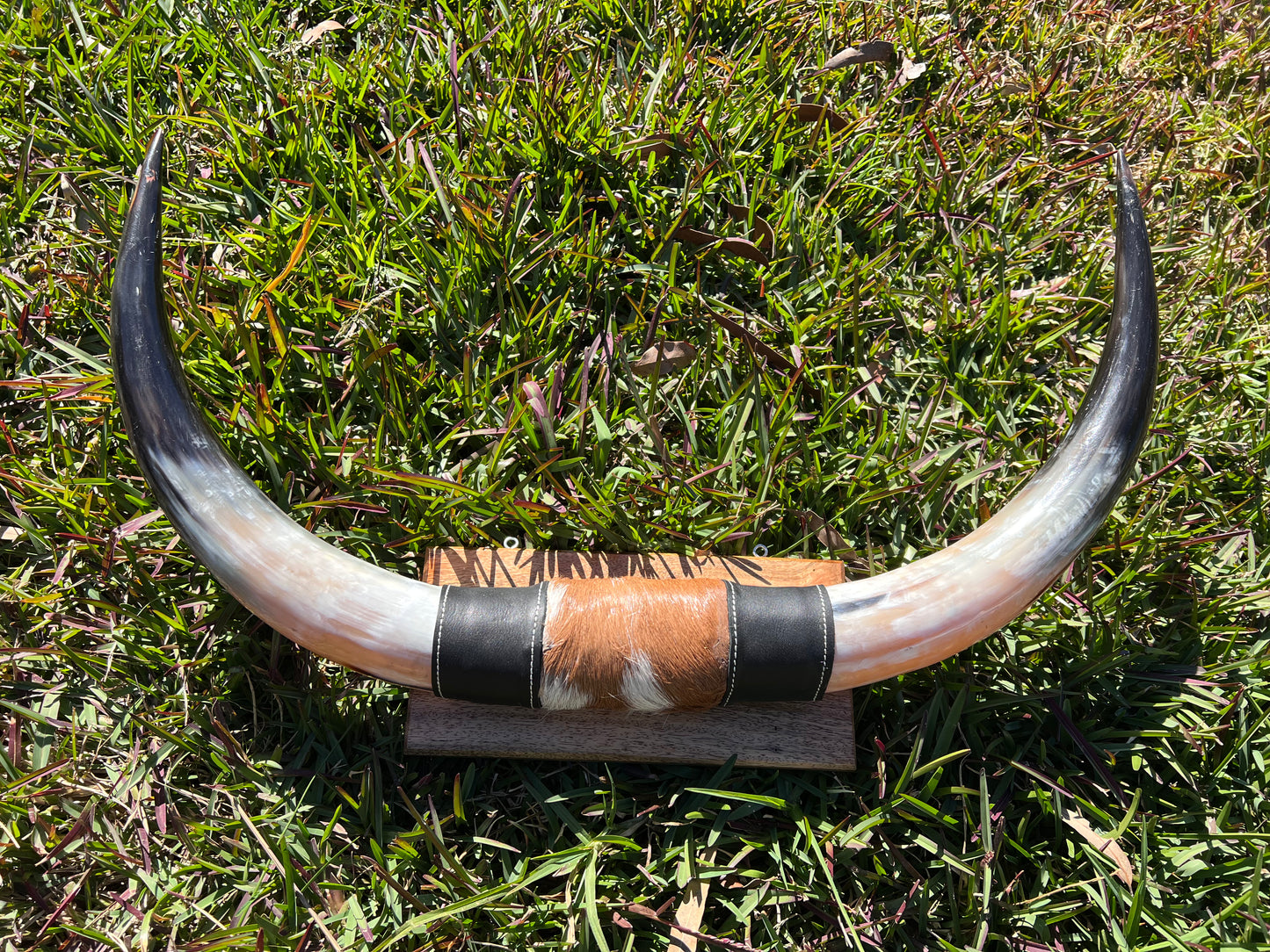 SECONDS Mounted horns #4