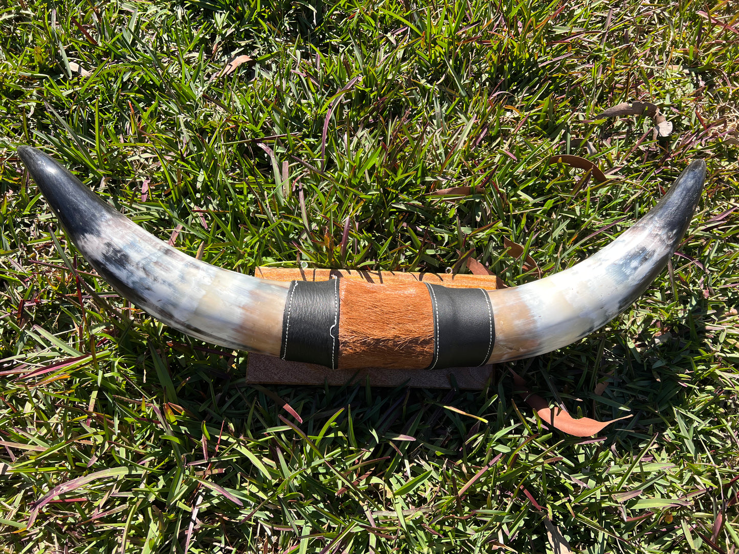 SECONDS Mounted horns #3