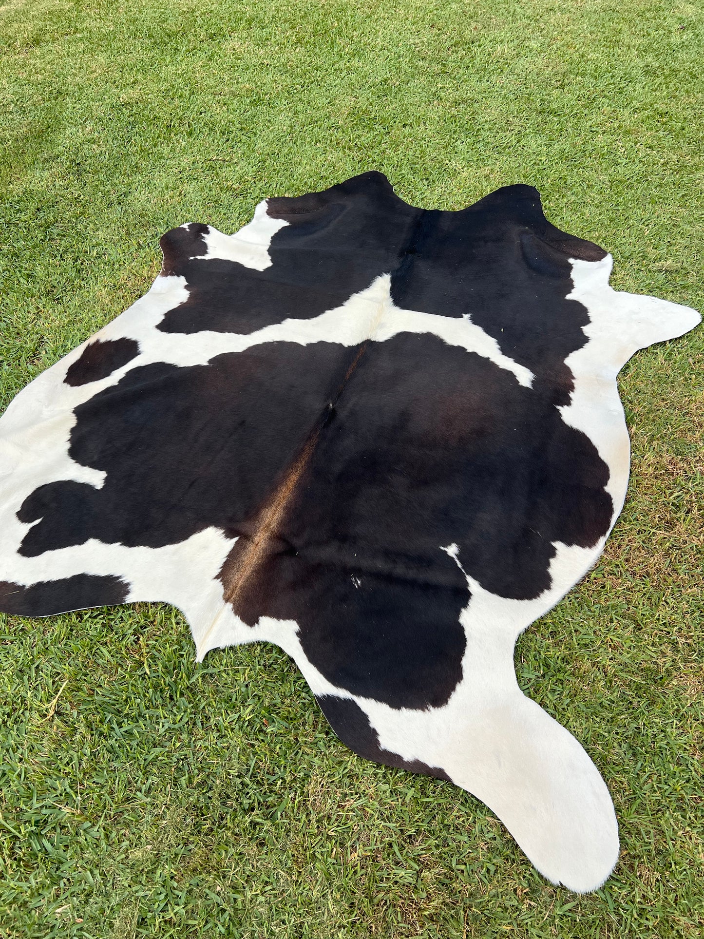 Cowhide rug #4